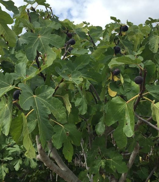 Ficus carica 'Portogallo'